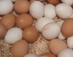 Verseuchte Eier aus Belgien