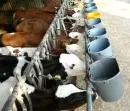 Viehbestand