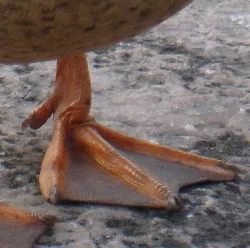 Vogelgrippe Wattenmeer