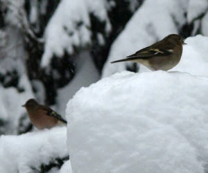 Vogelzhlung im Winter
