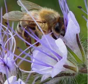Volksinitiative Insektenschutz