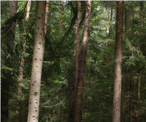 Wald in Brandenburg