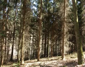 Wald in Hessen
