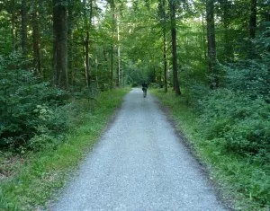 Waldbau in Niedersachsen