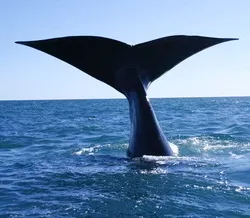 Wale in Gefahr