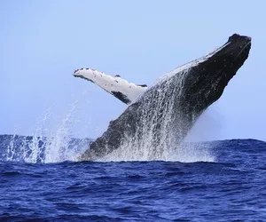Walfang in Japan steht in Kritik