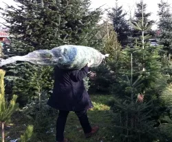 Weihnachtsbaumverkauft Thringen 2015