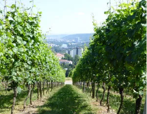 Weinbau Baden-Wrttemberg