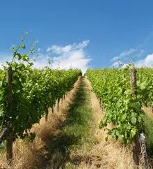 Weinbau in Moldau