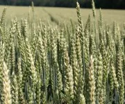 Weizenrostpilz Ug99 keine Bedrohung fr Indien