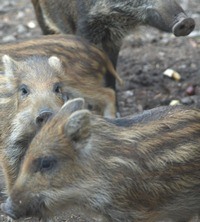 Wildschweinbestand in Brandenburg