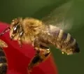 Wirtschaftsleistung von Bienen und Natur berechnet 