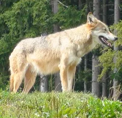 Wolf im Nordschwarzwald