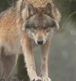 Wolfsjagd in Schweden 