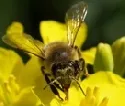 Zerstrung des Lebensraumes der Bienen gefhrdet die Landwirtschaft