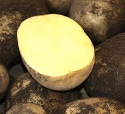 Zu wertvoll zum Wegwerfen: Kartoffel