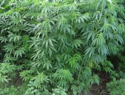  Cannabis-Legalisierung