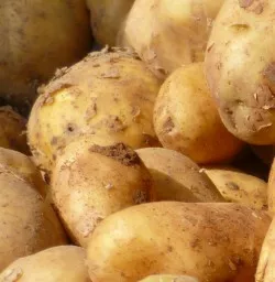  Inhaltsstoffe Kartoffel