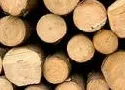 10. schsische Sge- und Wertholzverkauf erzielt Erls von 318.000 EUR