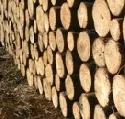 508 Festmeter Laubwertholz werden bei 18. Wertholzversteigerung angeboten