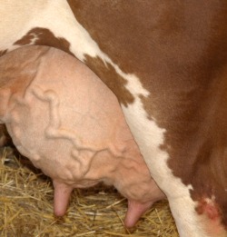 8.201 Kilogramm Milch je Kuh in Brandenburg