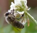 AGES untersucht Vergiftungsverdachtsflle bei Bienen