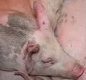 Abbau der Schweinebestnde in Ungarn