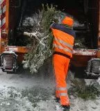 Abtransport Weihnachtsbaum