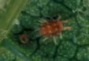 Adultes Weibchen der Roten Spinne mit Ei 
