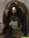 Affen mit weier Farbe berschttet 