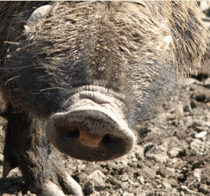 Afrikanische Schweinepest EU