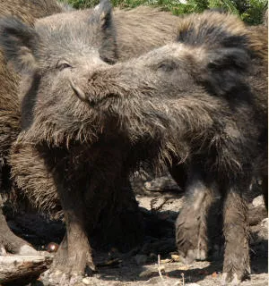 Afrikanische Schweinepest Schwarzwild