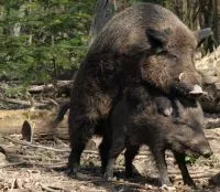 Afrikanische Schweinepest bertrger