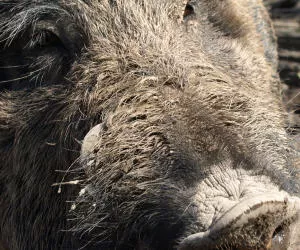 Afrikanische Schweinepest Wildschweine