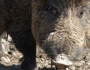 Afrikanische Schweinepest in Sachsen