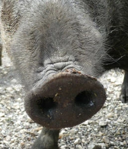 Afrikanische Schweinepest