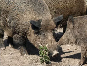 Afrikanische Schweinepest