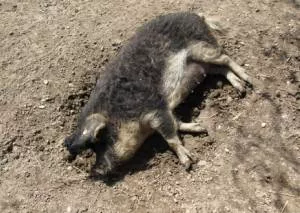 Afrikanischen Schweinepest Ungarn