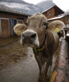 Agrarmarkt: Rinderpreis