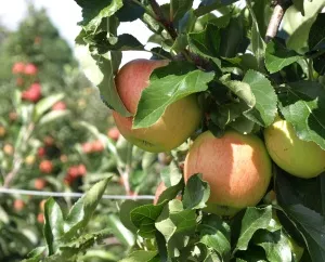 Agrarminister Frank Kupfer erffnet Apfelsaison 