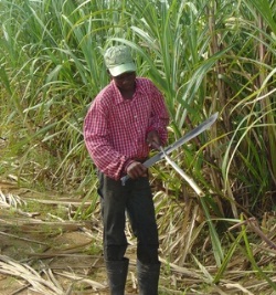 Agrarwirtschaft Kuba