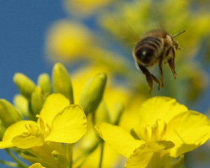 Aktionsprogramm Insektenschutz