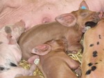 Aktuelle Fragen der Schweineproduktion