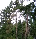 Alpiner Schutzwaldpreis
