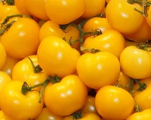 Alte Tomatensorten