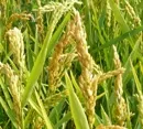 Am Kaiserstuhl wird Reis angebaut