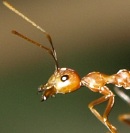 Ameisen riechen die Umwelt in Stereo