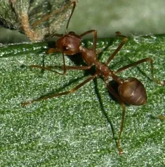 Ameisenforschung