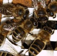 Amerikanische Faulbrut bei Bienen