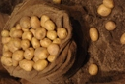 Amflora-Kartoffel